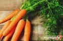 Морковная ботва – польза и вред, ее состав, применение Что делают из ботвы моркови