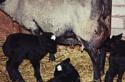 Окот козы — прием родов, поведение, условия