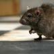 Крыса серая: описание, фото, среда обитания, размножение Размножение и продолжительность жизни крыс
