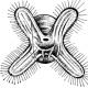 Класс двустворчатые (пластинчатожаберные) Сердце у двустворчатого моллюска беззубки