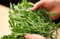 Тархун трава: полезные свойства, противопоказания, польза и вред Эстрагон по другому как называется