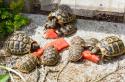 Как ухаживать за водяной черепахой в домашних условиях